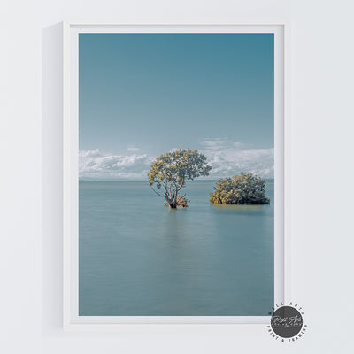 MANGROVE TREES