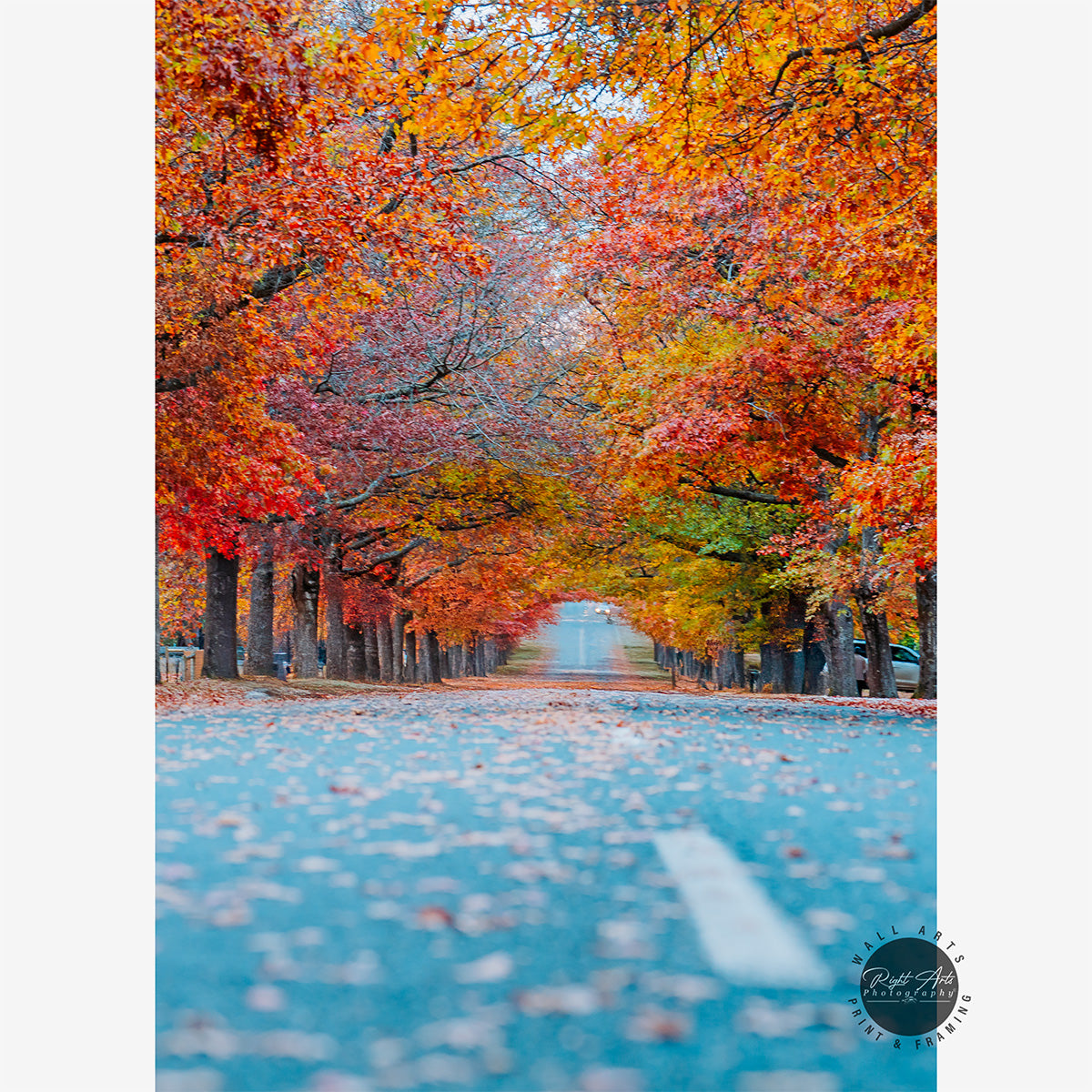 AUTUMN TREE LINED ROAD II