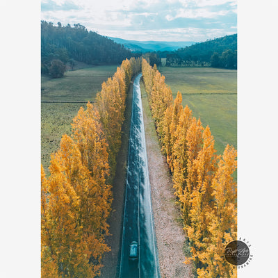 GOLDEN POPLAR