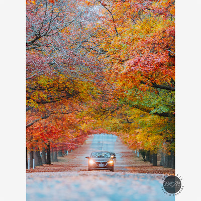 AUTUMN TREE LINED ROAD III