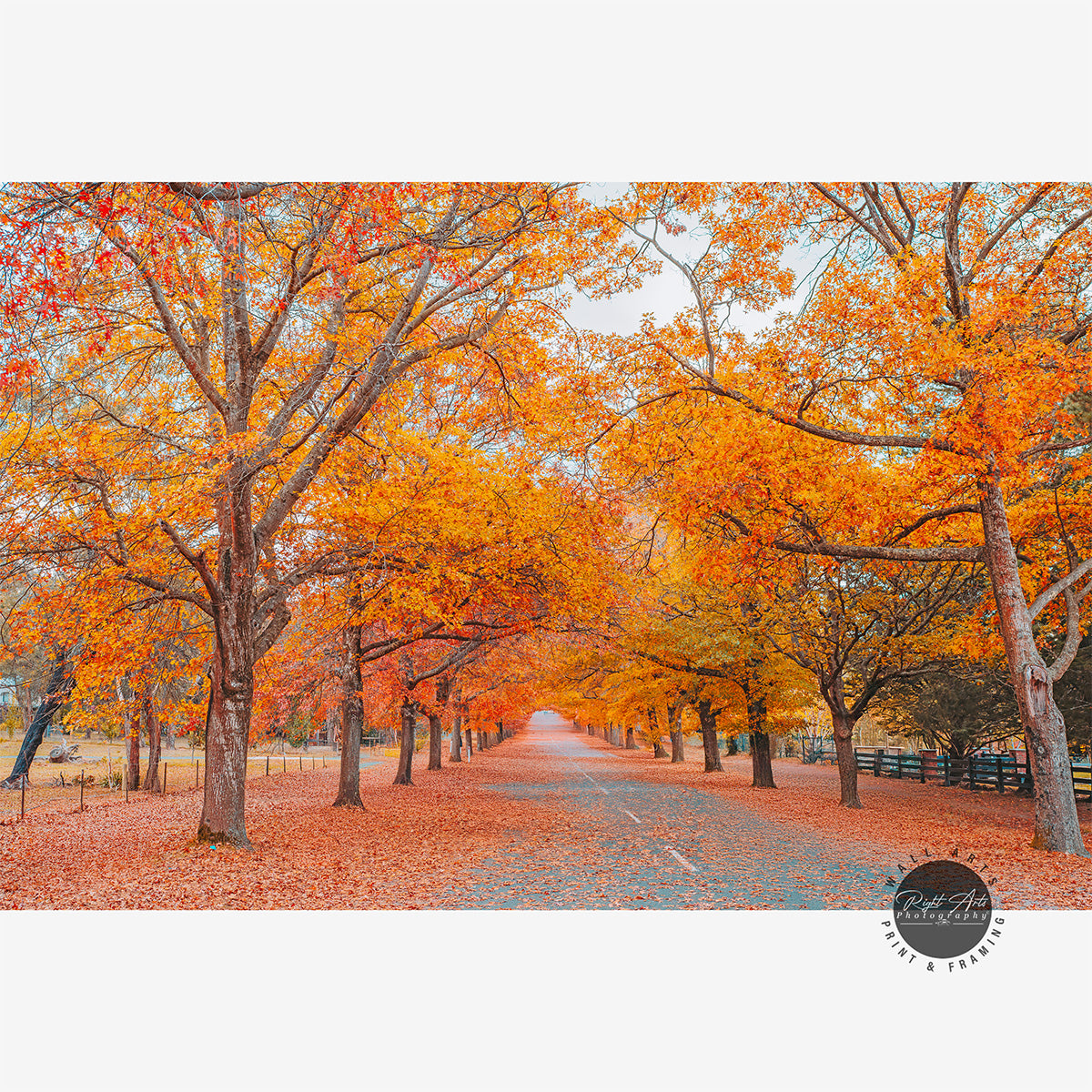 AUTUMN TREE LINED ROAD IV