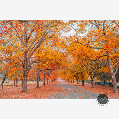 AUTUMN TREE LINED ROAD IV