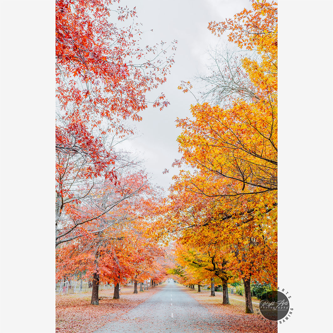 AUTUMN TREE LINED ROAD V