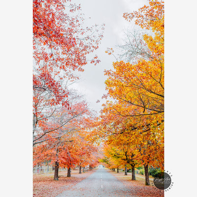 AUTUMN TREE LINED ROAD V