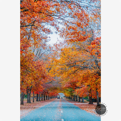 AUTUMN TREE LINED ROAD I