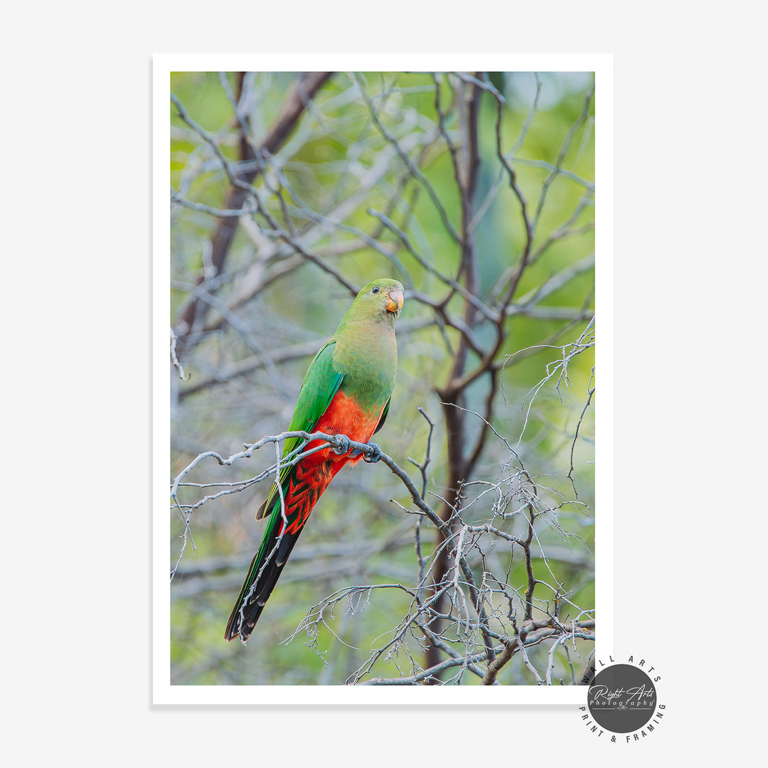 BIRDS RAP00004
