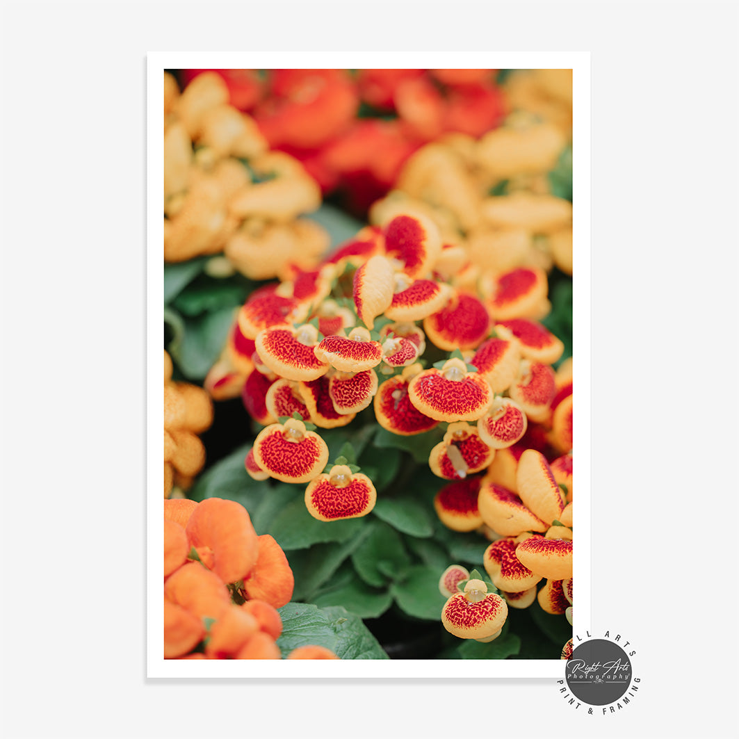 CALCEOLARIA II