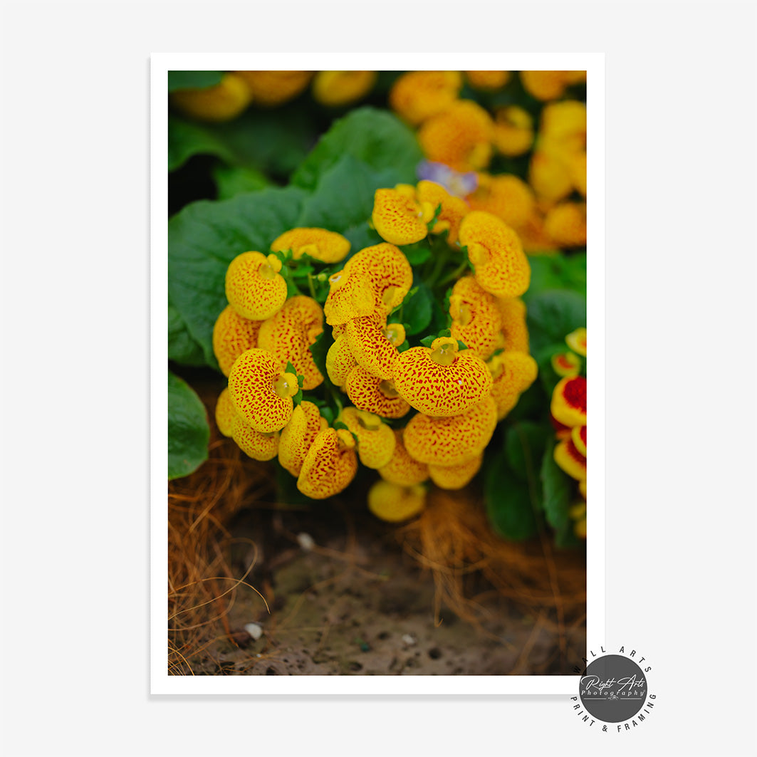CALCEOLARIA IV