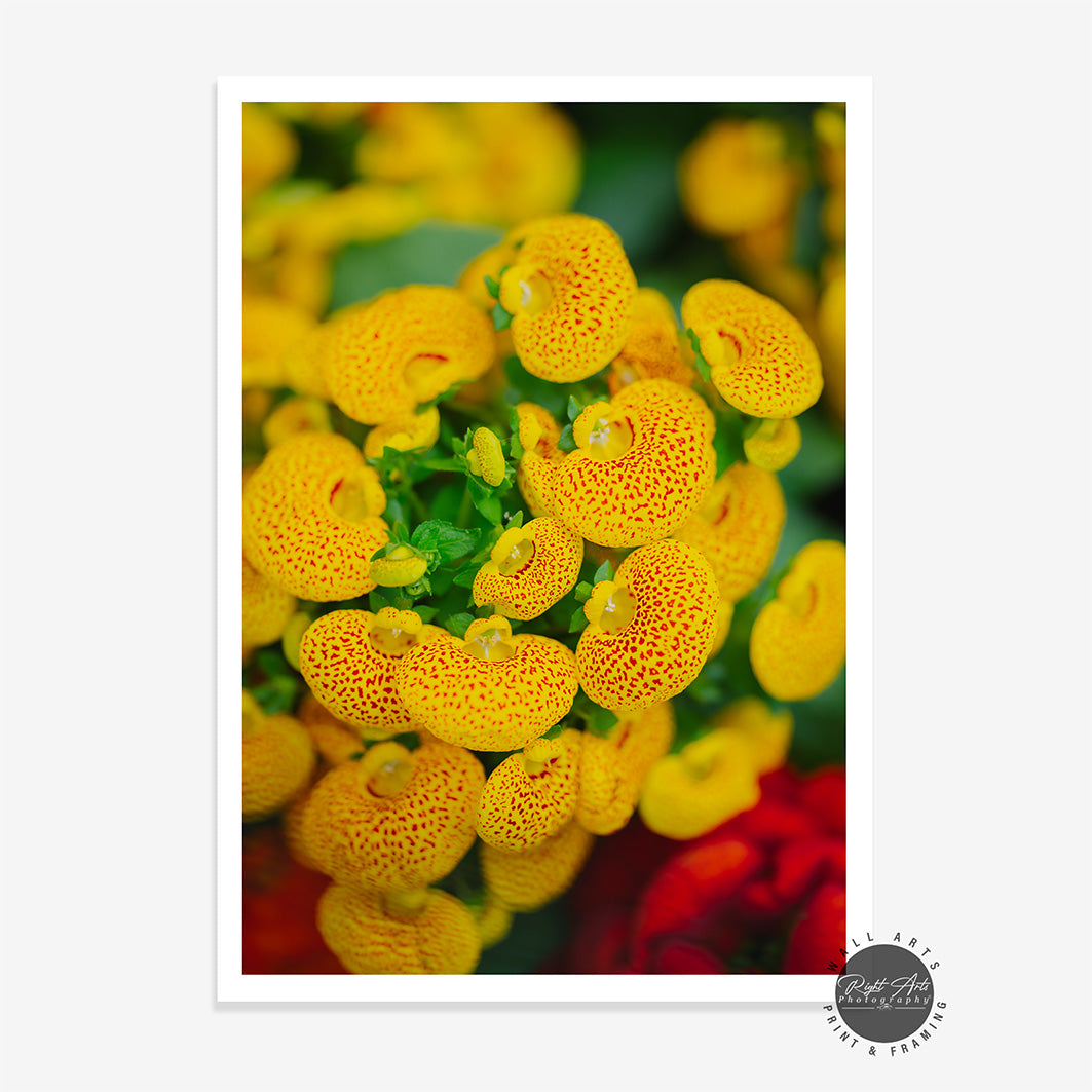 CALCEOLARIA VII