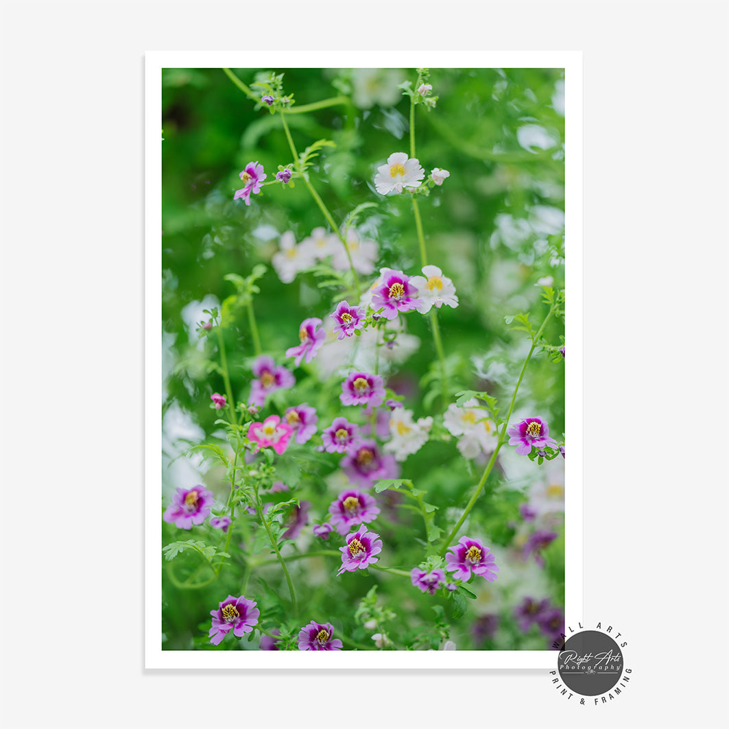 JAMESBRITTENIA SUMMER DREAM