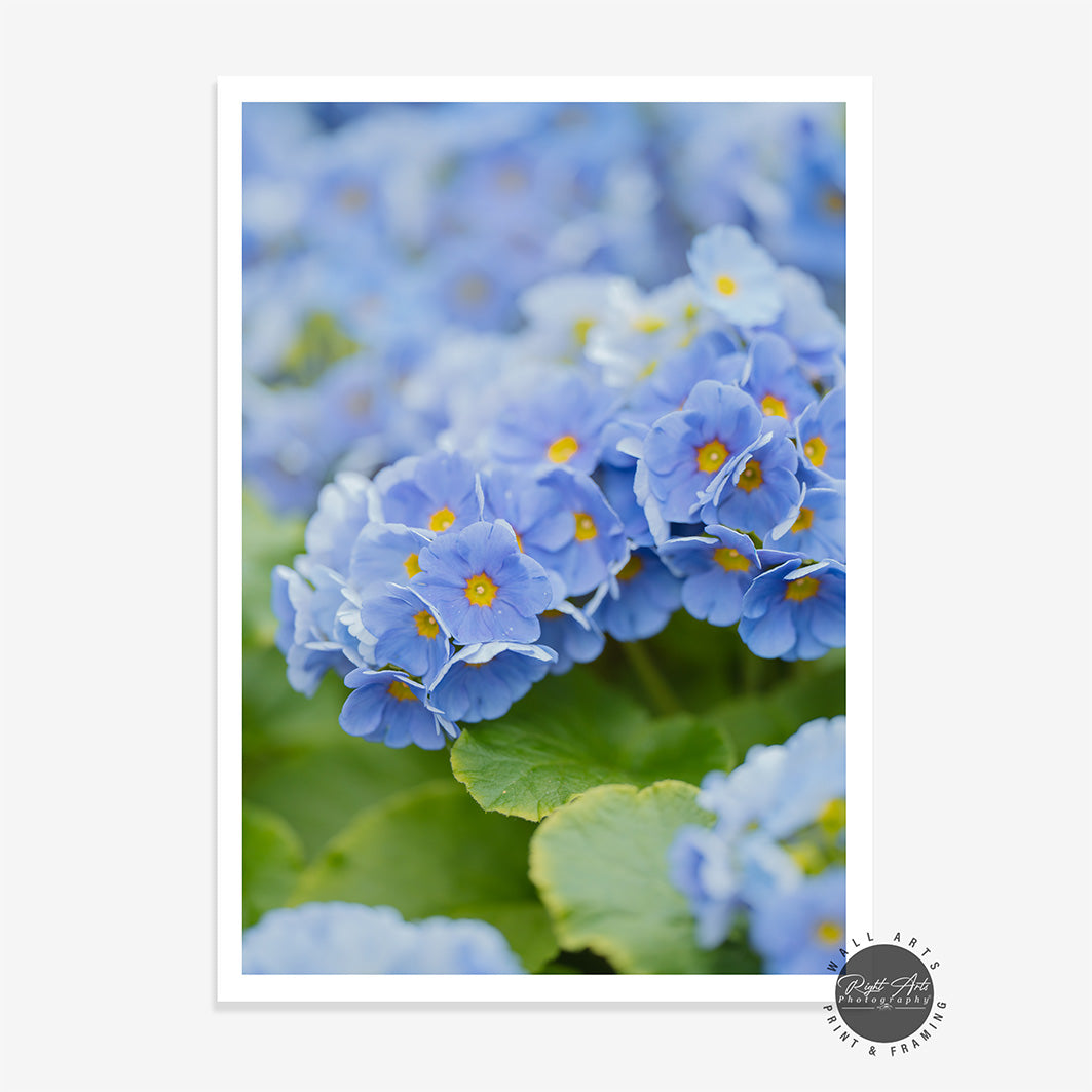 MYOSOTIS II