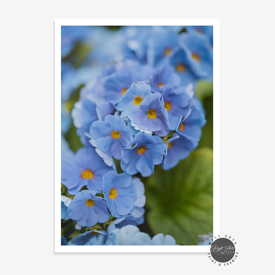 MYOSOTIS